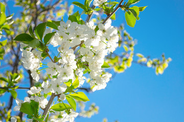cherry fruit tree flower growing and blossoming on a blue sky background