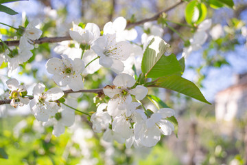 Close up cherry blossom white flowers and blue sky spring background