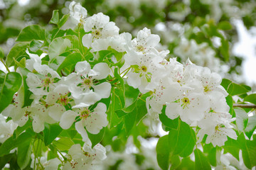 Blossoming of pear flowers in spring time with green leaves