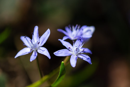 Fiore