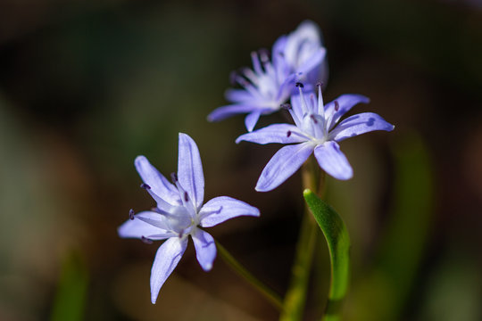 Fiore