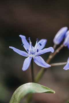 Fiore