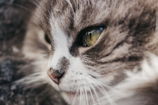 Gatto
