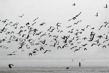 A flock of crows flying above the frozen field. 