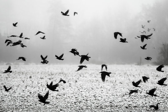 A flock of crows flying above the frozen field. 