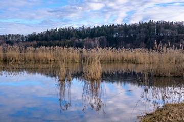 Spiegelungen mit Schilf und Wald und Himmel   im Teich