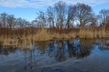 Spieglung Baum und Schilf im Teich