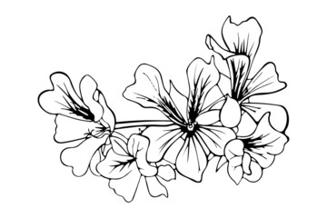 Floral composition with branch of black and white sketching blooming flowers, isolated on white background. Tropical decorative hand drawn element. Vector illustration