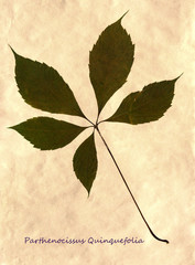 Herbarium of Virginia creeper