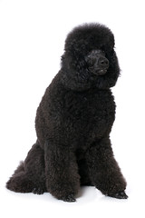Black poodle sitting on white background