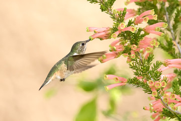 Close up photograph of an Anna's Hummingbird feeding from peach colored trumpet flowers in the garden