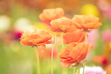 Photograph of orange Ranunculus flowers growing wild in a flower field