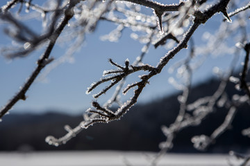 Close up of heavy frost on tree branches.