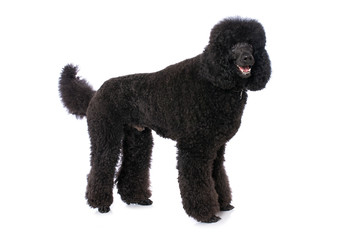 Black poodle on white background