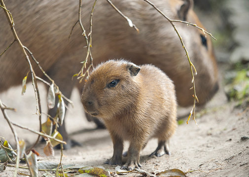 Close up portrait of a cute baby capybara (Hydrochoerus hydrochaeris) with mother in the zoo, selective  focus