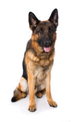 German shepherd dog on white background