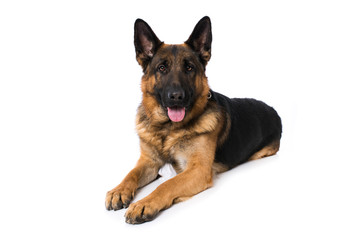 German shepherd dog on white background