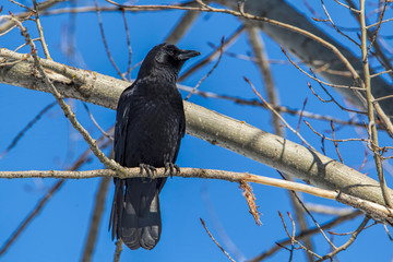 Common crow in a tree.