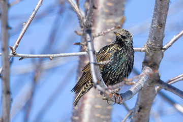Starling perched on a tree branch.