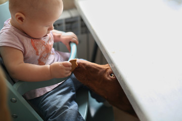Obraz premium funny baby feeds dog, Pharaoh Hound at family