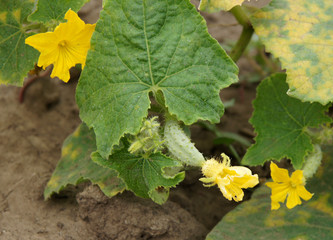 The tiny cucumbers with flowers