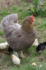 küken