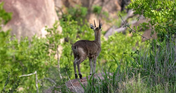 little antelope "Grysbok" in the park kruger, south africa
