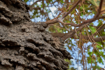 Close up of an arboreal termite nest in a Cashew tree in the Rupununi Savannah of Guyana