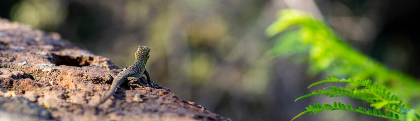 reptil natural