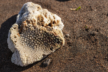White coral on yellow brown beach sand. Natural coral closeup on sea sand. Dead coral drifted by wave to seaside