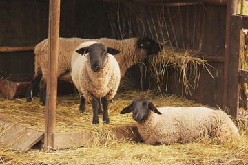 Pets on the farm. Sheep in barnyard.
