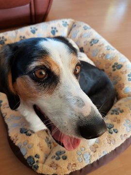 Picture of a Dachsbracke