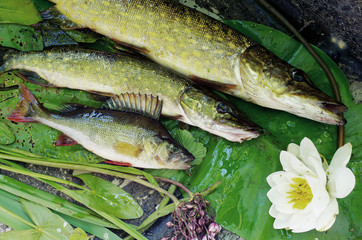 Pikes and perches on water lily leaves