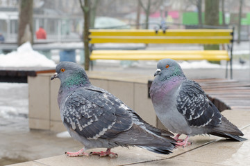 Two gray doves on a granite parapet in the park