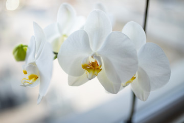Naklejka na ściany i meble White orchid 2