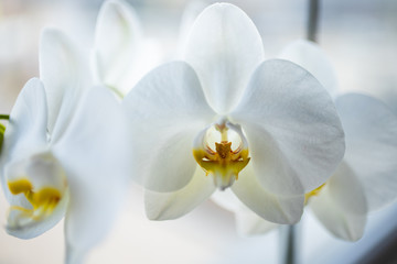 White orchid - obrazy, fototapety, plakaty
