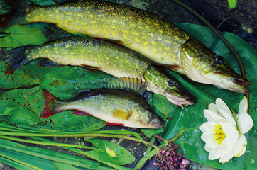 Pikes and perches on water lily leaves
