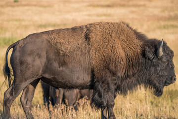 American Bison Profile in Grand Teton National Park, Wyoming. Animal Fills Frame. 