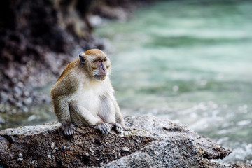 Obraz premium monkey in outdoor park