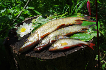 Pikes and perches on water lily leaves