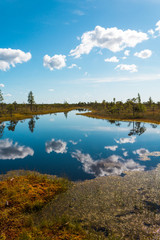 Fototapeta premium Blue lakes with cloud reflection and green vegetation during a hike in Kemeri National Park on a sunny day with blue sky (Riga area, Latvia, Europe)