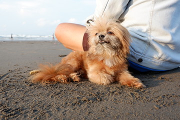 very cute dog playing on the beach