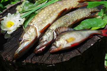 Pikes and perches on water lily leaves