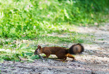 Naklejka na ściany i meble red fluffy squirrel runs through the forest in summer
