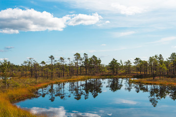 Blue lakes with cloud reflection and green vegetation during a hike in the bog of Kemeri National...