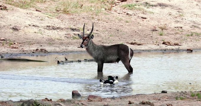 Waterbuck in the water "male gazelle" in the park kruger, south africa