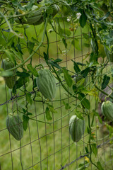 Green background from liana on metal trellis