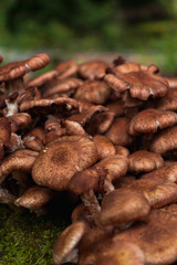 Macro capture of a wild mushroom cluster sitting on a tree covered with moss in a green forest (Riga area, Latvia, Europe)