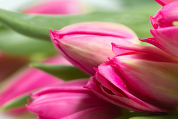 Fototapeta na wymiar Macro of bouquet of pink tulips