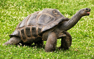 Large turtle with long neck on the green lawn